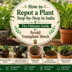 How to Repot a Plant Step-by-Step