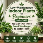 low maintenance indoor plants for beginners