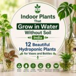 Indoor plants that grow in water without soil