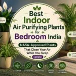 indoor air purifying plants for bedroom