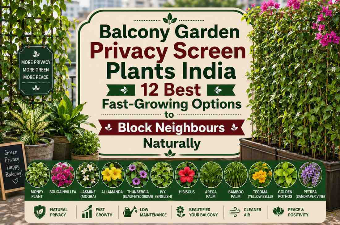 Balcony Garden Privacy Screen Plants India — 12 Best Fast-Growing Options to Block Neighbours Naturally